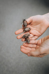 Many chafers, large insects, beetles on the hands, palms of a child close-up outdoors in nature. Animal photography.
