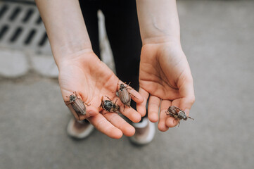 A lot of cockchafers, large insects on the hands and palms of a child close-up. Animal photography.