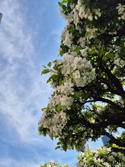 blossoming tree in spring