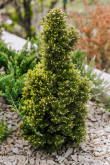 Small green decorative topiary yew, evergreen plant growing in the garden. Nature photography.