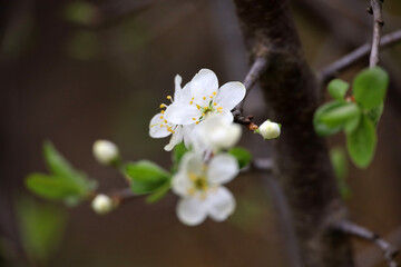 Cherry blossom in spring garden. White flowers and young green leaves on a branch