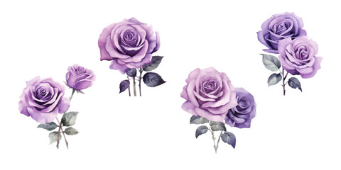 Set of beautiful purple roses watercolor isolated on white background. Vector illustration