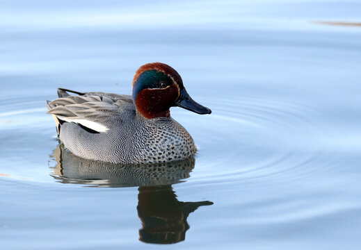 Eurasian teal