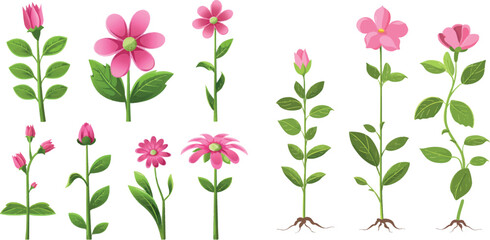 Pink flower growth and flourish process icons - 797728711