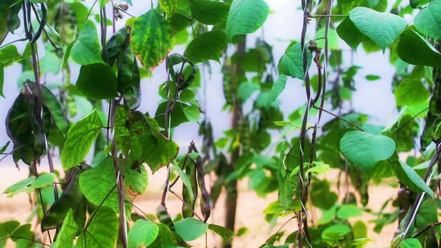 Lima shelling bean plant. Organic Vegetable agriculture in Bangladesh
