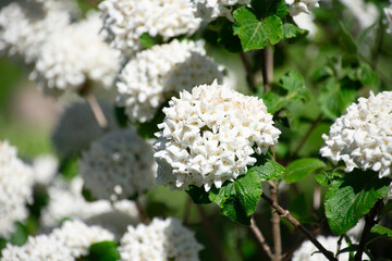 Clusters of white flowers with green leaves basking in the sunlight. Viburnum carlesii