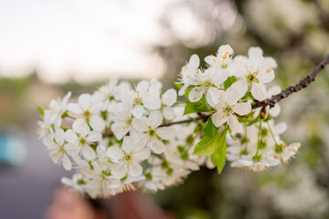 Obraz premium White flowers on a branch