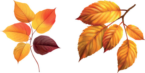 Realistic autumn foliage. Fall age leaves, yellow red