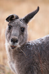 Front view of a kangaroo with drooping ear looking to the right, in a field in the Grampians, Australia. Focus on mouth and nose