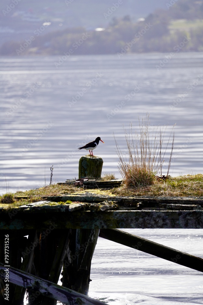 Sticker Eurasian oystercatcher on a dilapidated quay at the mouth of Batnfjorden, Norway.