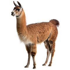 young llama isolated on white