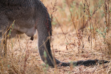 Backside with tail of a defecating kangaroo in the Grampians National Park in Australia
