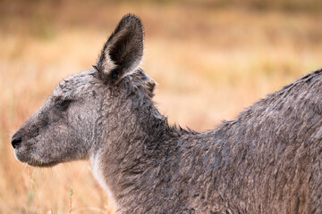 Side view of a kangaroo in a field in the Grampians, Australia