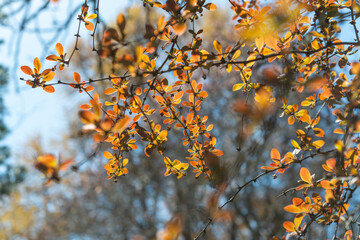 close-up of a barberry (Berberis) bush in spring