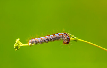 butterfly caterpillar perched on a leaf - Powered by Adobe