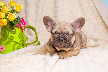 cute little french bulldog puppy with spring flowers on beige background, cute pet concept