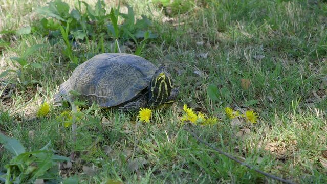 Closeup of a yellow-bellied slider, adult turtle waiting in the grass and dandelions. Clip B