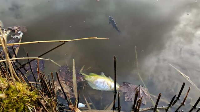 Pollution and other toxins kill fish in a pond