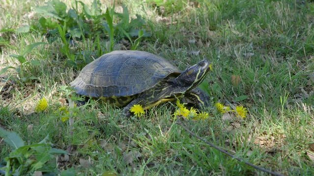 Closeup of a yellow-bellied slider, adult turtle crawling through grass until it goes out of frame.