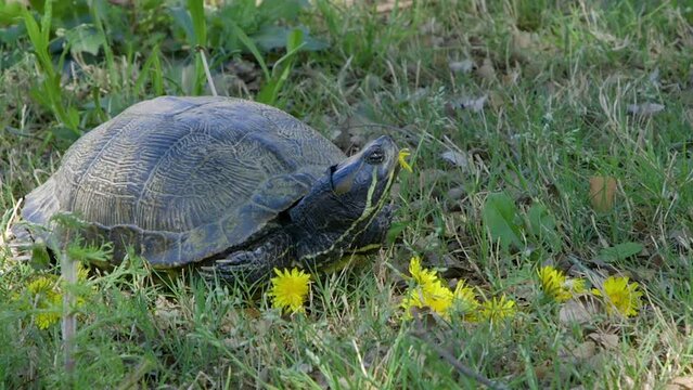 Very close view of common adult, yellow belly slider turtle with dandelion flower in its mouth.