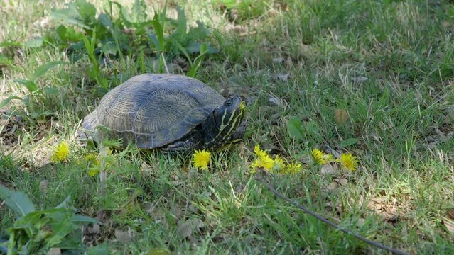 Closeup of a yellow-bellied slider, adult turtle waiting in the grass on a sunny day. Clip A