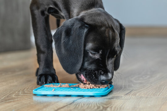 a beautiful black Labrador puppy eats pate from a licking rubber mat, a concept of training, education and pet care