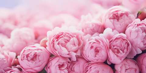background with beautifl flowers, pink peonies, pink roses