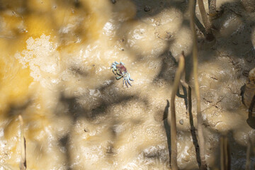 Crab. Animal on mud sand beach