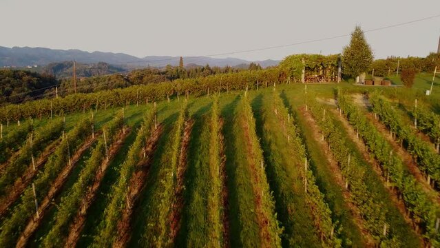 grapevine field in styria Austria droneshot