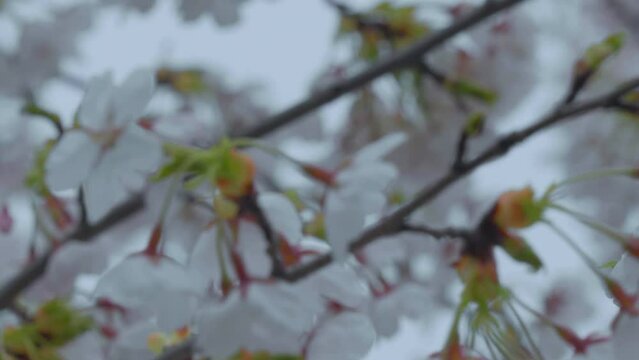 Soft-focus image of cherry blossom branches with clusters of white flowers and emerging green leaves, signaling the beginning of spring.