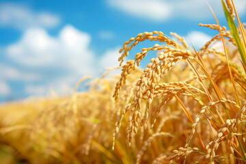Golden Rice Grains Glistening under Blue Sky - Agriculture and Nature Harmony