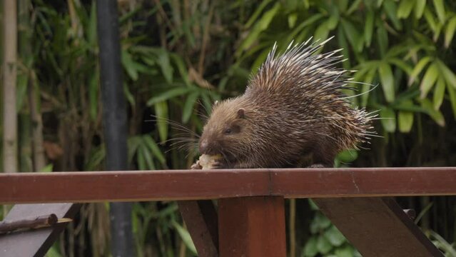 Sunda porcupine or Javan porcupine eating corn on wooden fence. Close-up static shot.