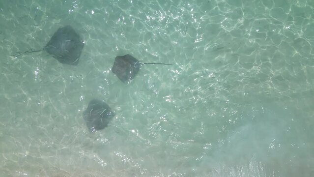 Stingrays Swimming at Shore in Maldives Clear Water, Drone Top Down