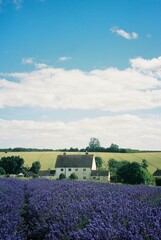 Lavender Field at Cotswold