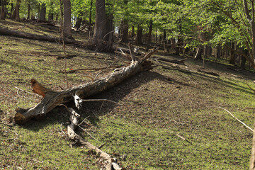Obraz premium Old driftwood on a hill in the forest