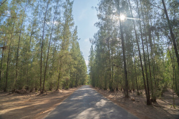 Lush green pine trees in tropical forest in national park in summer season. Natural landscape. Pattern texture background.