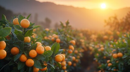 garden with orange trees at sunset