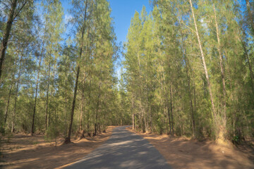 Obraz premium Lush green pine trees in tropical forest in national park in summer season. Natural landscape. Pattern texture background.