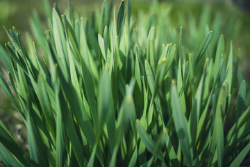 Fast-growing grass at the end of March
