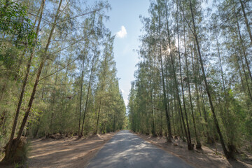 Lush green pine trees in tropical forest in national park in summer season. Natural landscape. Pattern texture background.