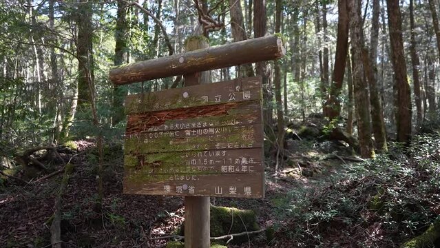 Japan, Aokigahara Forest, Sea of Trees or Suicide Forest, fuji