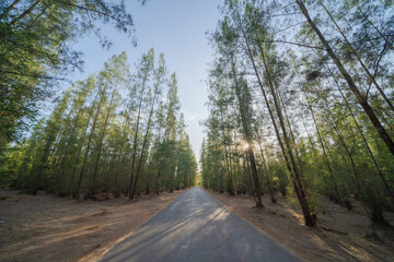 Fototapeta premium Lush green pine trees in tropical forest in national park in summer season. Natural landscape. Pattern texture background.