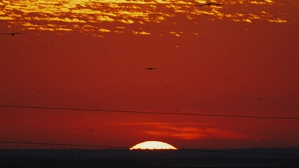 Silhouette of birds flying in the sky as the sun sets on the horizon