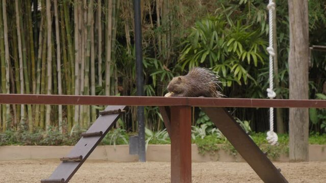 Sunda porcupine or Javan porcupine eating while sitting on a wooden fence. Slow motion static shot.