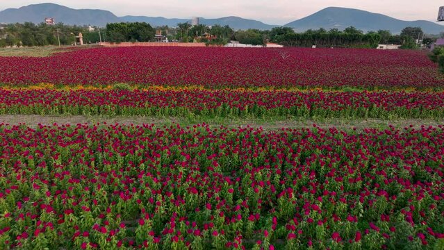 Aerial footage of a flower plantation in Atlixco, M&eacute;xico