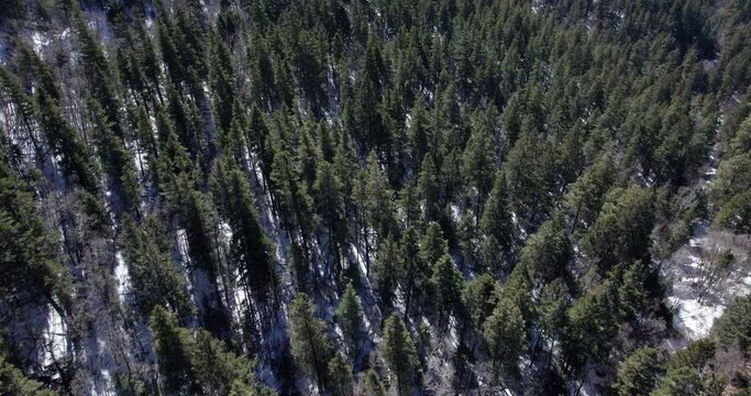 Aerial tilt up revealing a pine tree covered mountainside in New Mexico