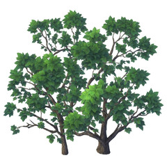 green oak tree with leaves png asset