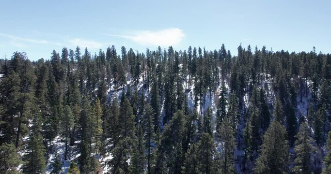 Slow aerial pull out on a pine tree forest in the New Mexico mountains
