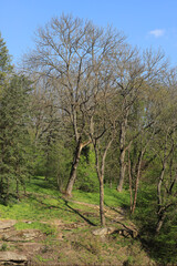 Trees and green grass on a hill in the park