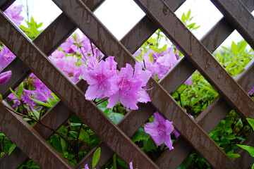 a fence and an azalea